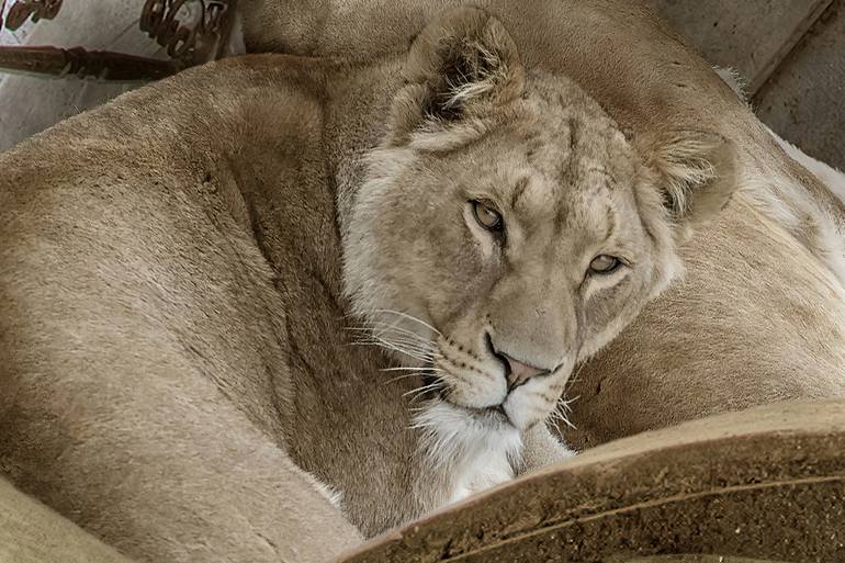 Original Conceptual Animal Photography by Cheraine Collette