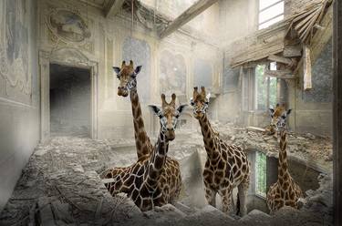 Original Animal Photography by Cheraine Collette