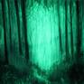 Hidden Forest Glow in the Dark