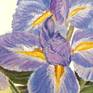 Iris Flowers Detail