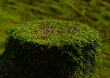 Pine Needles on Moss - Limited Edition 2 of 25 thumb