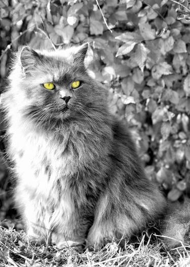 Fluffy cat shot in black & white looking away with green-yellow eyes - Limited Edition 10 of 10 thumb