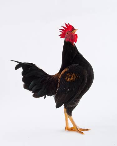 Part Dutch Bantam Cockerel - Limited Edition 1 of 10 thumb