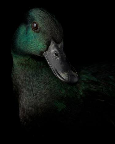 Green Duck - Limited Edition 2 of 10 thumb