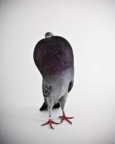 Original Portraiture Animal Photography by Richard Bailey