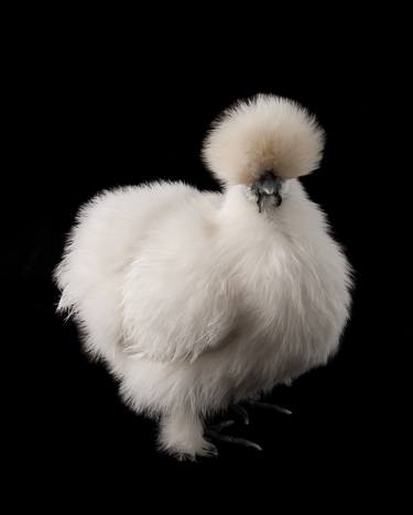 White Bearded Silkie Hen - Limited Edition 2 of 10 thumb