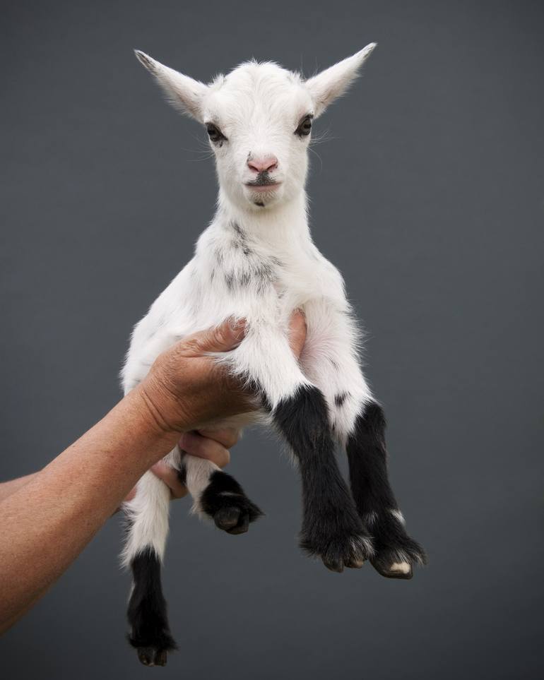 Original Animal Photography by Richard Bailey | Other Art on Paper | Kid - Limited Edition 2 of 10