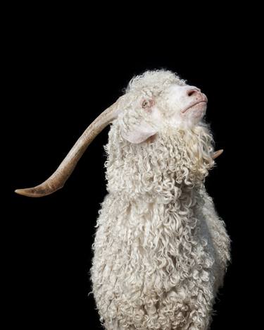 Angora Goat - Limited Edition 1 of 10 thumb