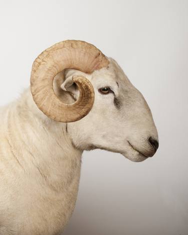 Wiltshire Longhorn Ram - Limited Edition 1 of 10 image