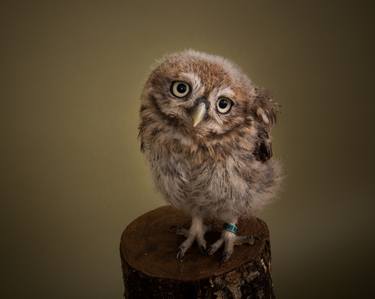 Original Fine Art Animal Photography by Richard Bailey