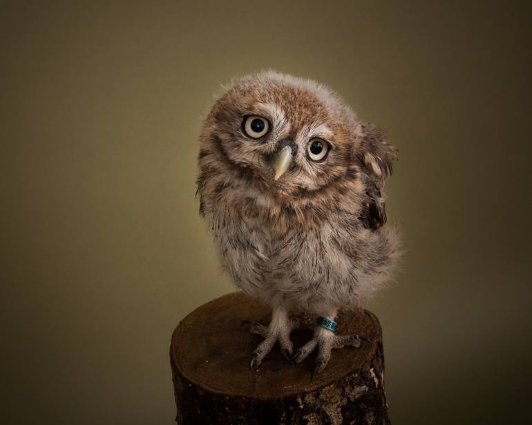 Original Animal Photography by Richard Bailey | Other Art on Paper | Little Owl Chick - Limited Edition 1 of 10