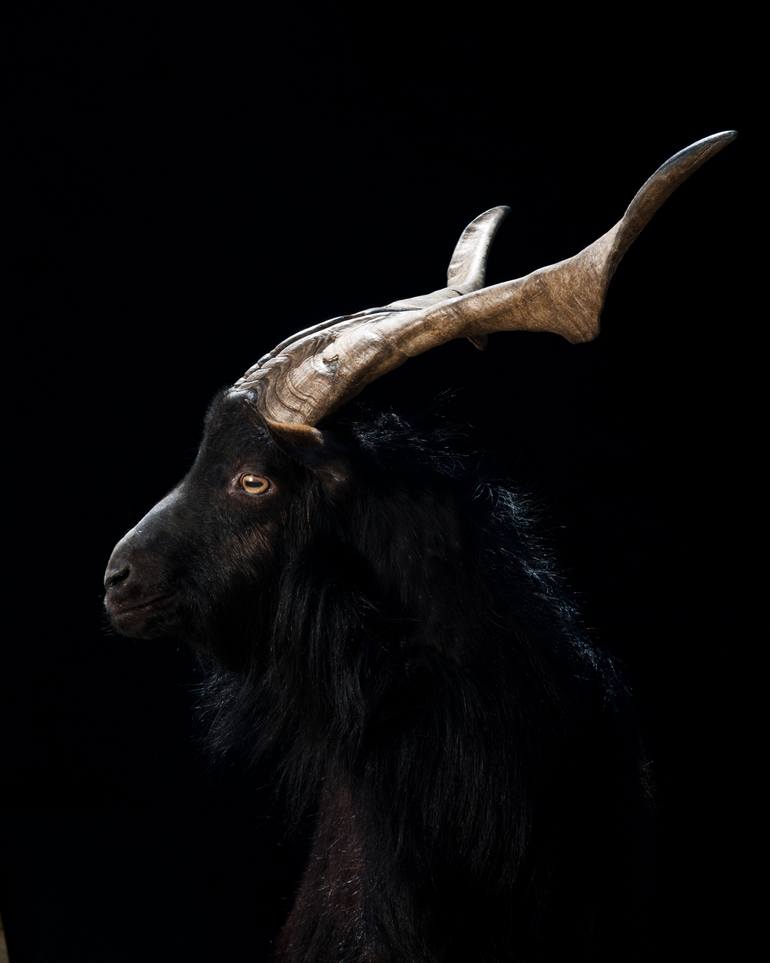 Original Animal Photography by Richard Bailey | Other Art on Paper | Arawapa goat - Limited Edition 1 of 10