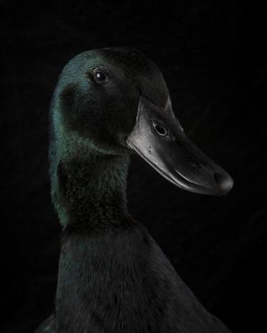 Original Fine Art Animal Photography by Richard Bailey