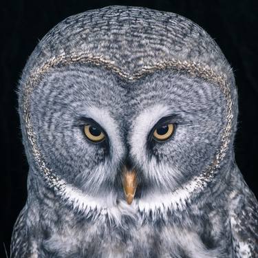 Great Grey Owl #1 - Limited Edition 2 of 10 thumb