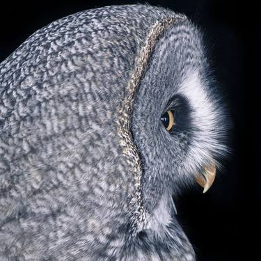 Great Grey Owl #2 - Limited Edition 2 of 10 thumb