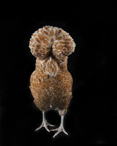 Gold Laced Polish Chicken - Limited Edition of 2 of 10 thumb