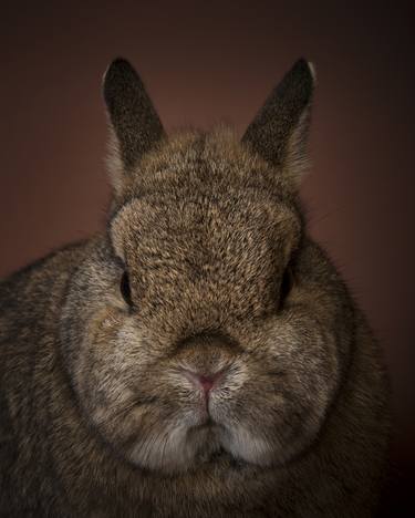 Flat Nosed Rabbit - Limited Edition of 10 thumb