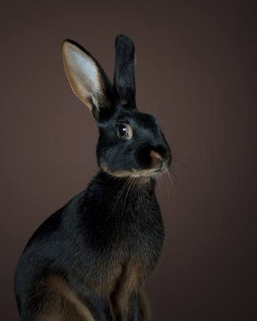 Belgian Hare - Limited Edition 2 of 10 thumb
