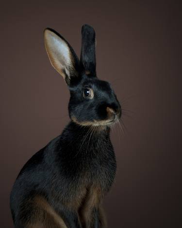 Original Animal Photography by Richard Bailey