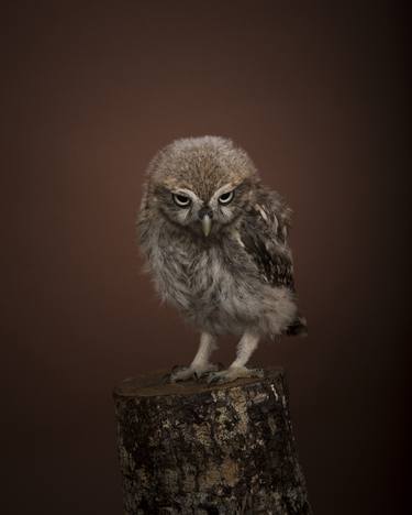 Little Owl Chick - Limited Edition of 10 thumb