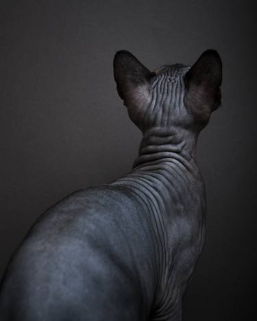 Sphynx Cat #1 - Limited Edition of 10 thumb
