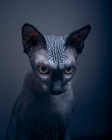 Sphynx Cat #2 - Limited Edition of 10 thumb