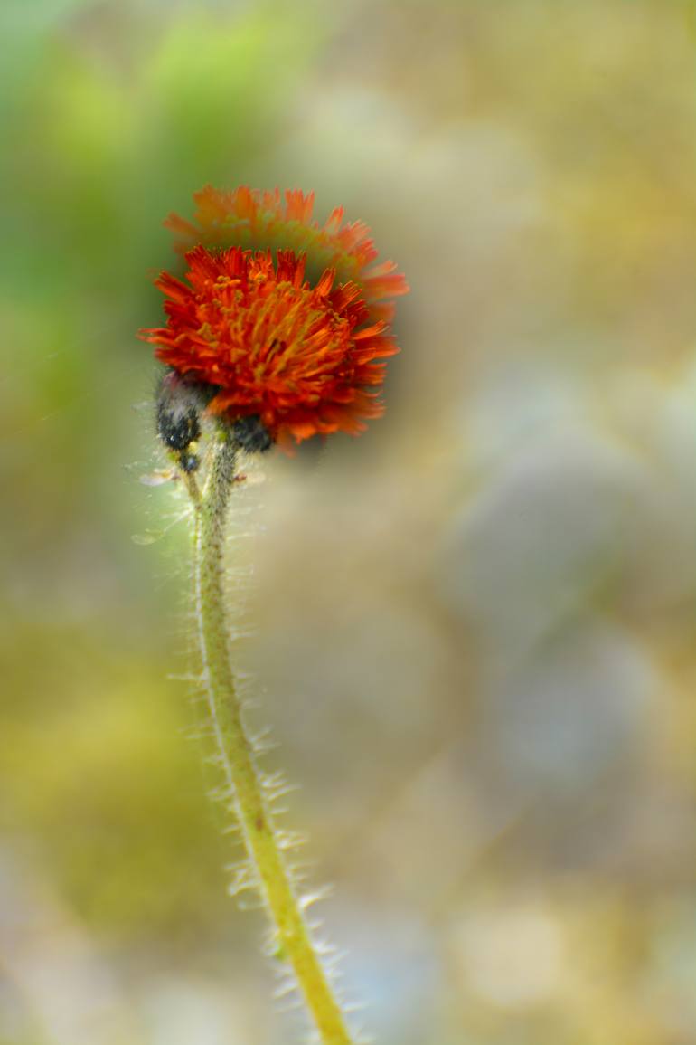 Original Documentary Nature Photography by Garrett Andrew Chong