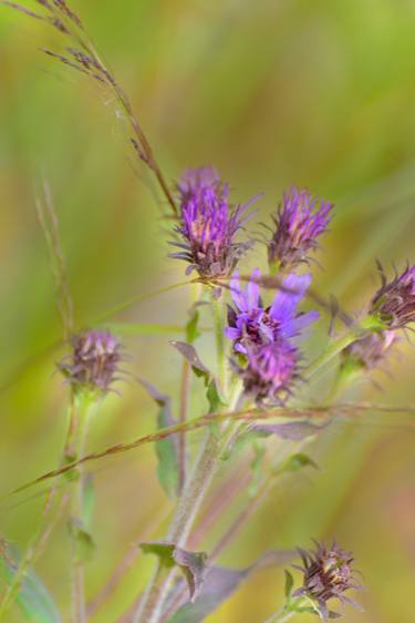 Original Expressionism Nature Photography by Garrett Andrew Chong