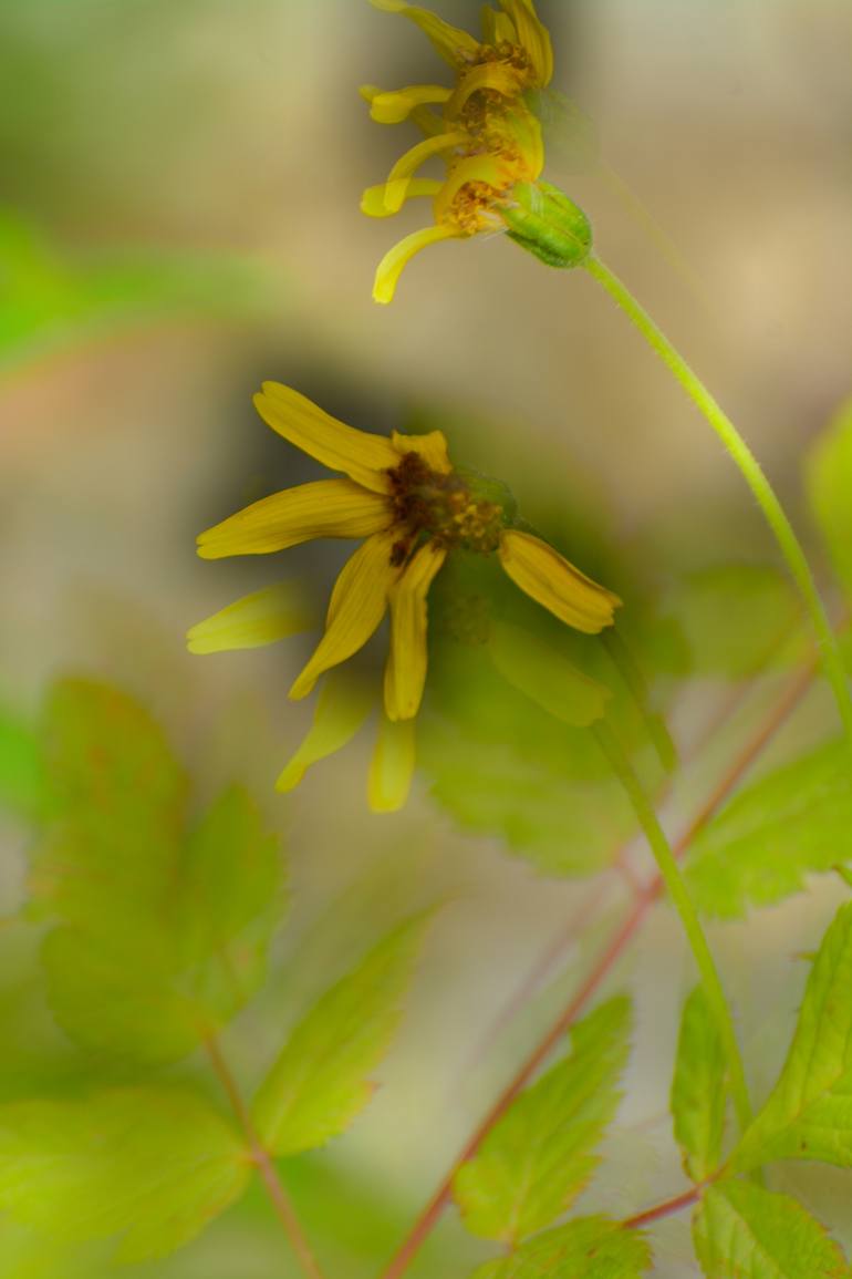 Original Expressionism Nature Photography by Garrett Andrew Chong