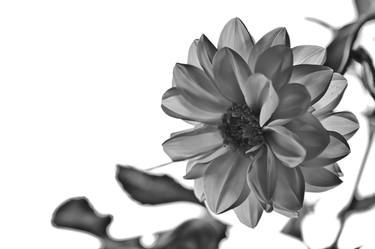 Black and white flower thumb