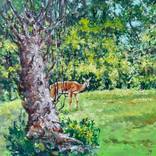 The Curious Deer by Jordan Balkansky