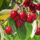Cherries by Simona Tsvetkova