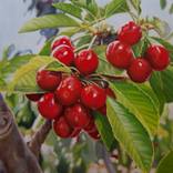 Cherries II by Simona Tsvetkova