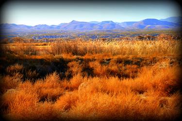 Print of Expressionism Nature Photography by Linda Lucchesi