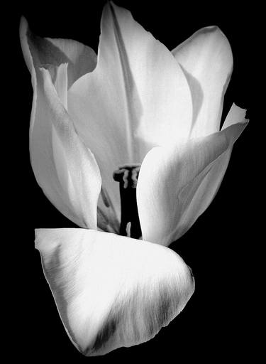 Print of Conceptual Floral Photography by Linda Lucchesi