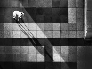 Original Minimalism Animal Photography by Ivana Vostrakova