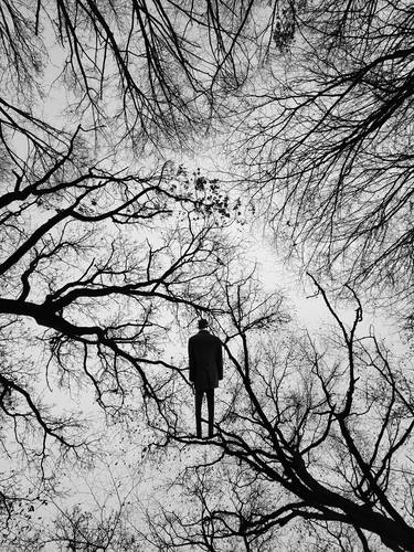 Print of Tree Photography by Ivana Vostrakova