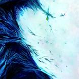 Contemplation Opus XIII by Théophile DELAINE