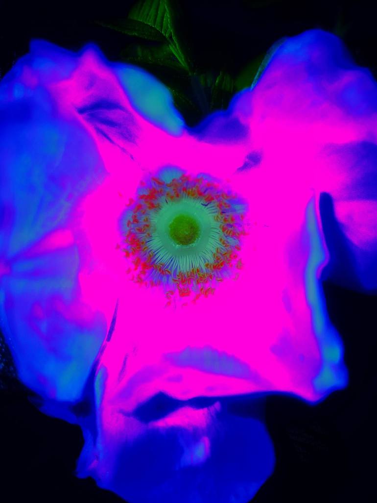 Original Abstract Floral Photography by Stephen S T Bradley