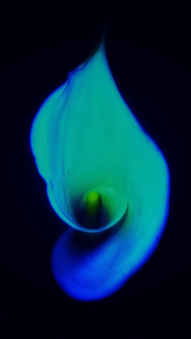 Print of Conceptual Floral Photography by Stephen S T Bradley
