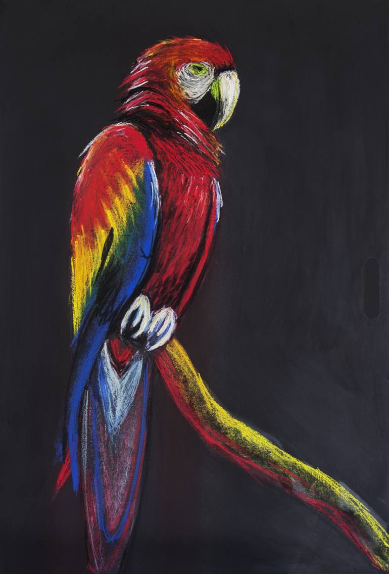 macaw parrot drawing