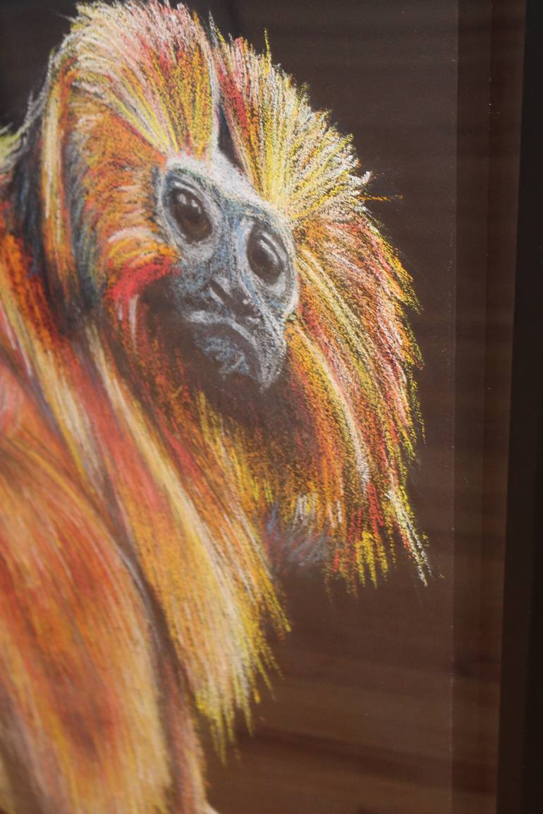 Golden Lion Tamarin Drawing By Jonara Oliveira Saatchi Art