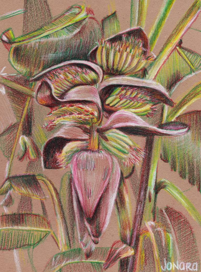 banana tree flower drawing