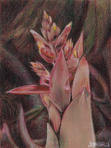 Bromeliad Flower thumb