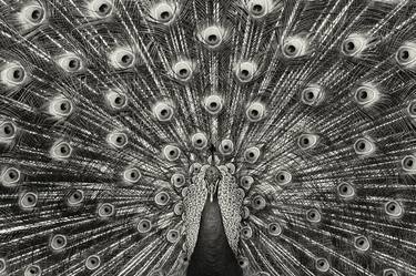 Original Abstract Animal Photography by Charles Pertwee