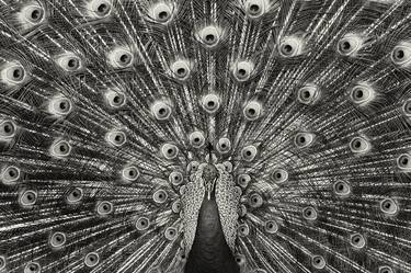 Print of Documentary Animal Photography by Charles Pertwee