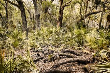 Original Botanic Photography by Charles Pertwee