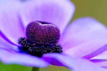 Print of Art Deco Floral Photography by Craig Higgins