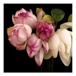 Lotus Love by Martine Vanderspuy