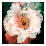 Peony Dreaming by Martine Vanderspuy